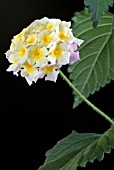 LANTANA CAMARA FESTON ROSE