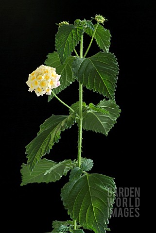 LANTANA_CAMARA