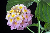 LANTANA CAMARA FESTON ROSE