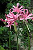 NERINE BOWDENII