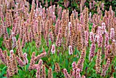 PERSICARIA AFFINIS DONALD LOWNDES