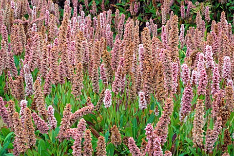 PERSICARIA_AFFINIS_DONALD_LOWNDES