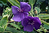 TIBOUCHINA ORGANENSIS