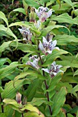 TRICYRTIS HIRTA, (JAPANESE TOAD LILY)