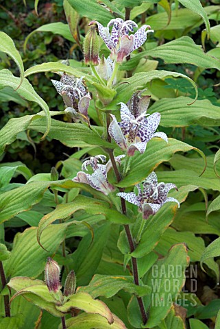 TRICYRTIS_HIRTA_JAPANESE_TOAD_LILY