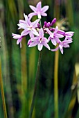 TULBAGHIA VIOLACEA