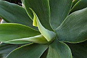 AGAVE ATTENUATA