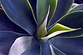 AGAVE ATTENUATA