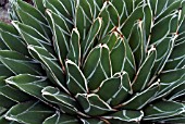 AGAVE VICTORIAE-REGINAE, (SYN. AGAVE FERDINANDI-REGIS)