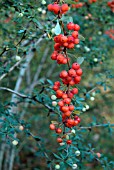 BERBERIS WILSONIAE VAR. GUHTZUNICA