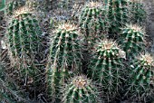 ECHINOCEREUS SCHEERI