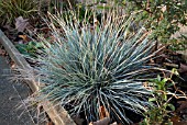 FESTUCA GLAUCA