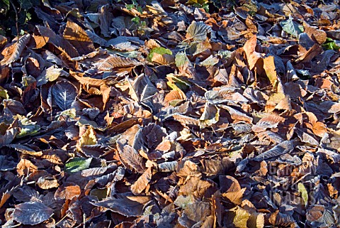 AUTUMN_LEAVES_WITH_FROST