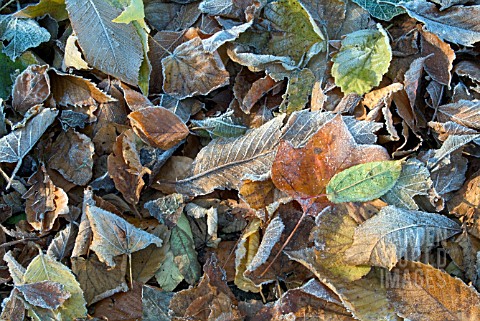 FROSTED_AUTUMN_LEAVES