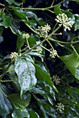 HEDERA HELIX