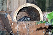 LITTLE OWL (ATHENE NOCTUA)