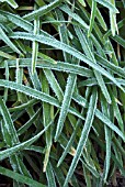 OPHIOPGON PLANISCAPUS WITH FROST