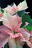 POINSETTIA  EUPHORBIA PULCHERRIMA