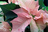 POINSETTIA   EUPHORBIA PULCHERRIMA