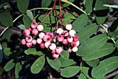 SORBUS HUPEHENSIS