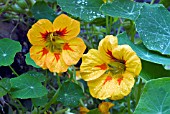 TROPAEOLUM MAJUS