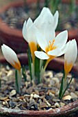 CROCUS SIEBERI BOWLES WHITE