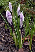 CROCUS VERNUS PICKWICK