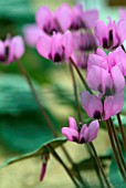 CYCLAMEN COUM SUBSP CAUCASICUM