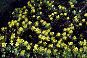 ERANTHIS HYEMALIS