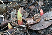 EUPHORBIA GRIFFITHII FIREGLOW,  NEW SHOOTS