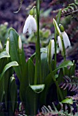 GALANTHUS IKARIAE