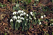 GALANTHUS NIVALIS FLORE PLENO