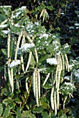 GARRYA ELLIPTICA