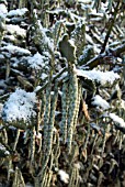 SNOW ON GARRYA ELLIPTICA