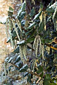 GARRYA ELLIPTICA