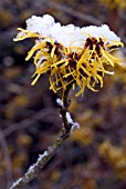 HAMAMELIS MOLLIS