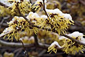 HAMAMELIS X INTERMEDIA PALLIDA