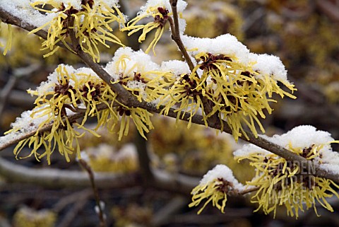 HAMAMELIS_X_INTERMEDIA_PALLIDA