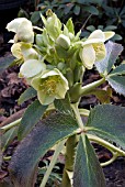 HELLEBORUS ARGUTIFOLIUS