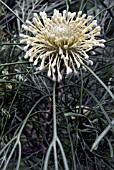 ISOPOGON DAWSONI