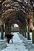 LABURNUM ARCH,  COLLECTING OLD SEED PODS