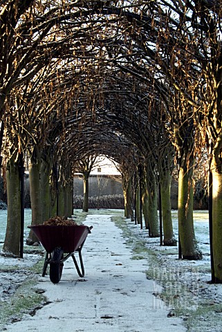 LABURNUM_ARCH__COLLECTING_OLD_SEED_PODS