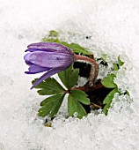 ANEMONE BLANDA, IN THE SNOW