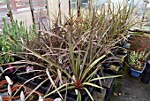 CORDYLINE AUSTRALIS PURPUREA