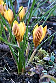 CROCUS FUSCOTINCTUS