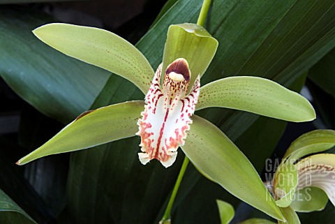 CYMBIDIUM_WILSONII