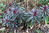 EUPHORBIA AMYGDALOIDES PURPUREA