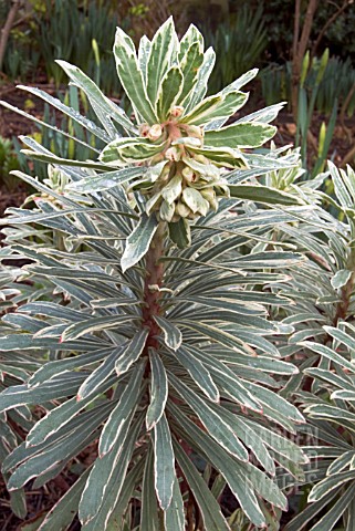 EUPHORBIA_AMYGDALOIDES_VARIEGATA