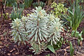 EUPHORBIA AMYGDALOIDES VARIEGATA