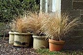 GRASSES IN POTS